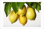 Lemons hanging from tree by Anonymous