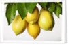 Lemons hanging from tree by Anonymous