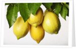 Lemons hanging from tree by Anonymous