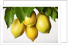 Lemons hanging from tree by Anonymous