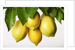 Lemons hanging from tree by Anonymous