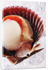 Fresh scallop in shell on ice by Anonymous