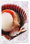 Fresh scallop in shell on ice by Anonymous