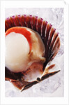 Fresh scallop in shell on ice by Anonymous