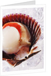 Fresh scallop in shell on ice by Anonymous