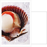 Fresh scallop in shell on ice by Anonymous