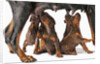 Doberman Pincher puppies suckling by Anonymous