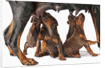 Doberman Pincher puppies suckling by Anonymous