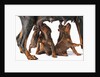 Doberman Pincher puppies suckling by Anonymous