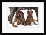 Doberman Pincher puppies suckling by Anonymous