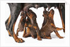 Doberman Pincher puppies suckling by Anonymous