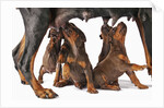 Doberman Pincher puppies suckling by Anonymous