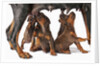 Doberman Pincher puppies suckling by Anonymous