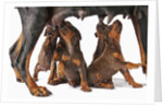 Doberman Pincher puppies suckling by Anonymous