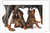 Doberman Pincher puppies suckling by Anonymous