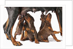 Doberman Pincher puppies suckling by Anonymous