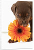 Doberman Pincher puppy biting gerbera daisy by Anonymous