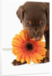 Doberman Pincher puppy biting gerbera daisy by Anonymous
