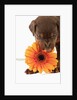 Doberman Pincher puppy biting gerbera daisy by Anonymous