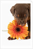 Doberman Pincher puppy biting gerbera daisy by Anonymous