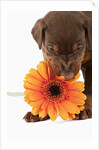 Doberman Pincher puppy biting gerbera daisy by Anonymous