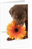Doberman Pincher puppy biting gerbera daisy by Anonymous