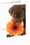 Doberman Pincher puppy biting gerbera daisy by Anonymous