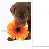 Doberman Pincher puppy biting gerbera daisy by Anonymous