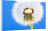 Dandelion seed head by Anonymous