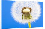 Dandelion seed head by Anonymous