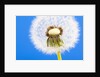 Dandelion seed head by Anonymous