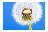Dandelion seed head by Anonymous