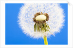 Dandelion seed head by Anonymous