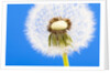 Dandelion seed head by Anonymous
