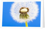 Dandelion seed head by Anonymous