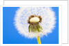 Dandelion seed head by Anonymous