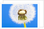 Dandelion seed head by Anonymous