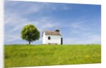 Lime tree and tiny white chapel in rural meadow by Anonymous