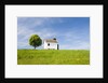 Lime tree and tiny white chapel in rural meadow by Anonymous
