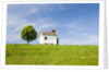 Lime tree and tiny white chapel in rural meadow by Anonymous