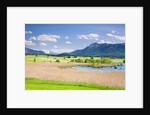 Marshland around Lake Riegsee below the Bavarian Alps by Anonymous