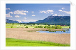 Marshland around Lake Riegsee below the Bavarian Alps by Anonymous
