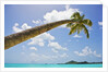 Idyllic tropical beach by Anonymous