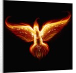 Phoenix by Anonymous