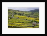 Stone barns and walls in fields by Anonymous