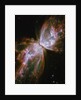 Butterfly shaped Nebula NGC 6302 by Anonymous