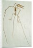 Fossil Pterosaur Ramphorhynchus gemmingi found in Bavaria by Anonymous