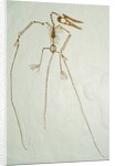 Fossil Pterosaur Ramphorhynchus gemmingi found in Bavaria by Anonymous