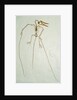 Fossil Pterosaur Ramphorhynchus gemmingi found in Bavaria by Anonymous