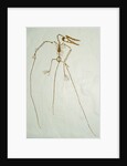 Fossil Pterosaur Ramphorhynchus gemmingi found in Bavaria by Anonymous